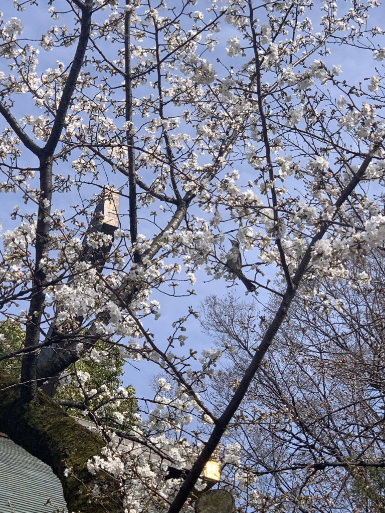 靖国神社の桜を見に行きました♪